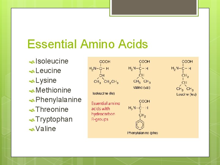 Essential Amino Acids Isoleucine Lysine Methionine Phenylalanine Threonine Tryptophan Valine 