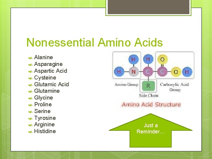 Nonessential Amino Acids Alanine Asparagine Aspartic Acid Cysteine Glutamic Acid Glutamine Glycine Proline Serine