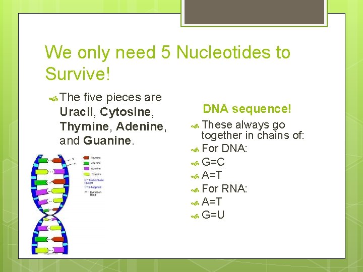 We only need 5 Nucleotides to Survive! The five pieces are Uracil, Cytosine, Thymine,