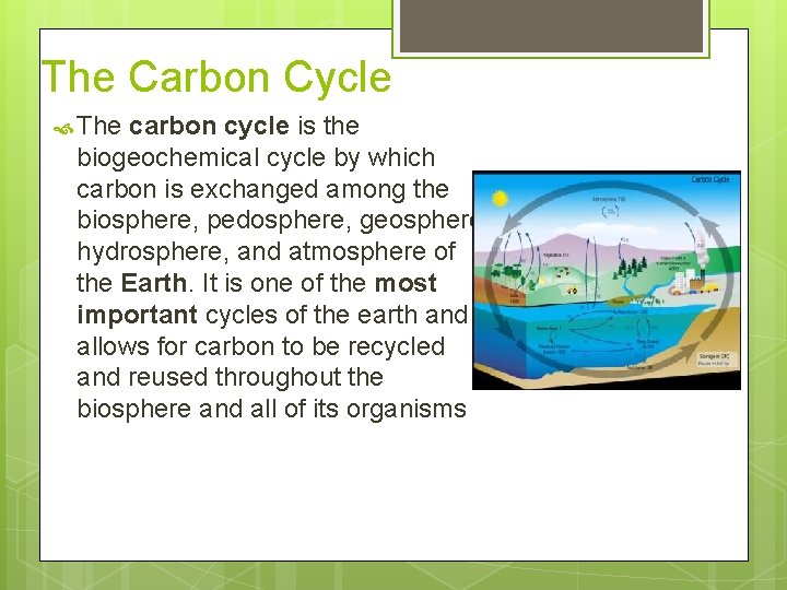 The Carbon Cycle The carbon cycle is the biogeochemical cycle by which carbon is