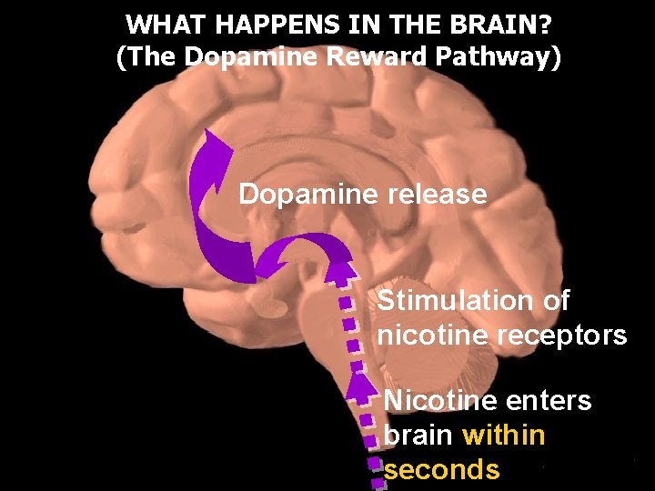 WHAT HAPPENS IN THE BRAIN? (The Dopamine Reward Pathway) Dopamine release Stimulation of nicotine