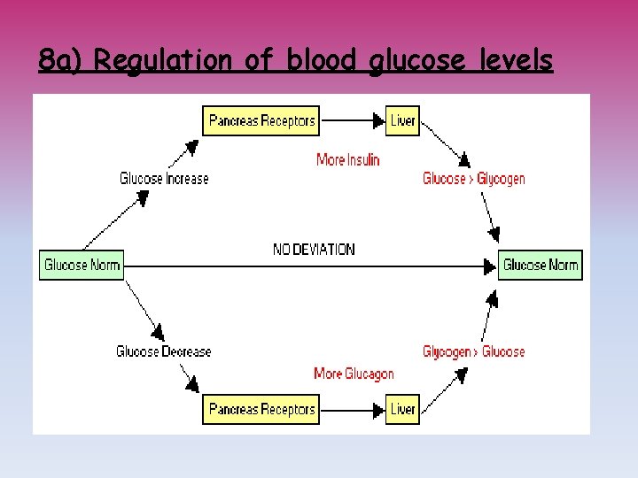 8 a) Regulation of blood glucose levels 