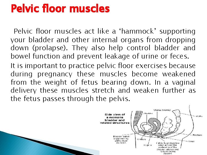Pelvic floor muscles act like a ‘hammock’ supporting your bladder and other internal organs