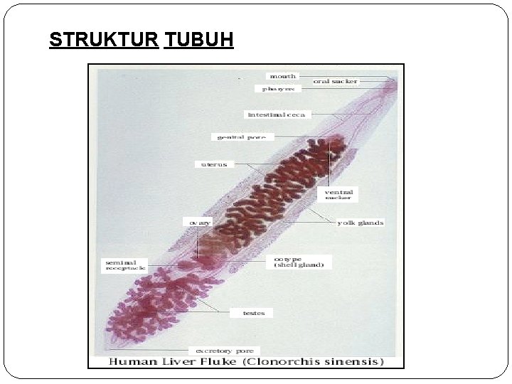 STRUKTUR TUBUH 