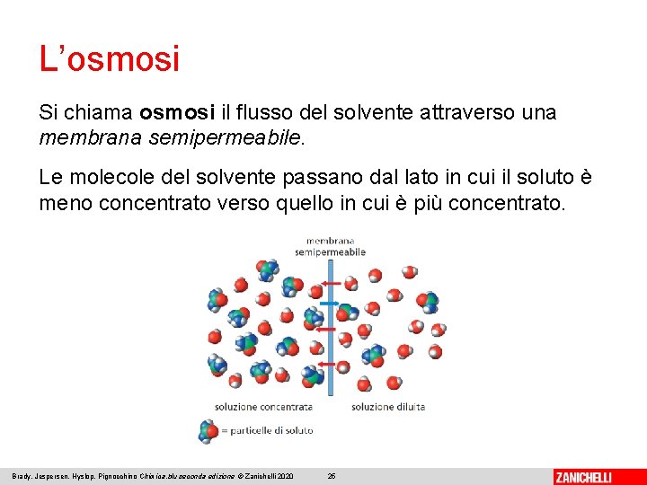 L’osmosi Si chiama osmosi il flusso del solvente attraverso una membrana semipermeabile. Le molecole