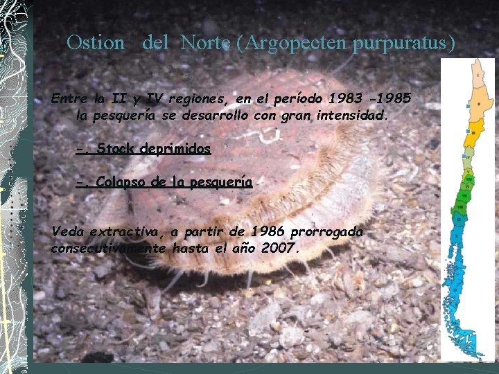 Ostion del Norte (Argopecten purpuratus) Entre la II y IV regiones, en el período