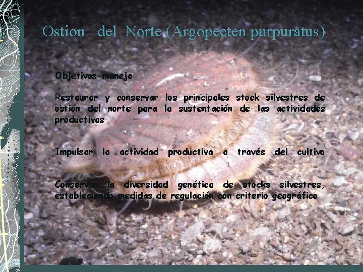 Ostion del Norte (Argopecten purpuratus) Objetivos-manejo Restaurar y conservar los principales stock silvestres de