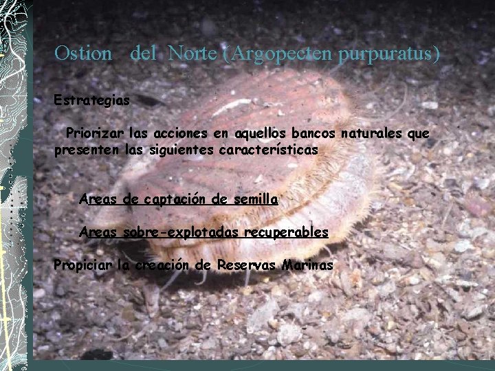 Ostion del Norte (Argopecten purpuratus) Estrategias Priorizar las acciones en aquellos bancos naturales que