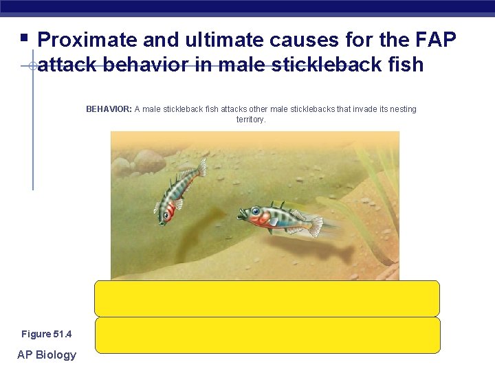 § Proximate and ultimate causes for the FAP attack behavior in male stickleback fish