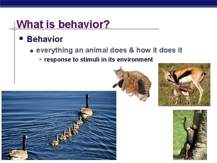 What is behavior? § Behavior u everything an animal does & how it does