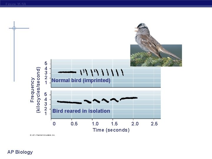 Frequency (kilocycles/second) Figure 35. 5 B 5 4 3 2 1 Normal bird (imprinted)