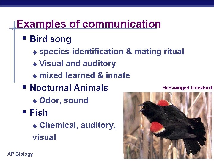 Examples of communication § Bird song species identification & mating ritual u Visual and