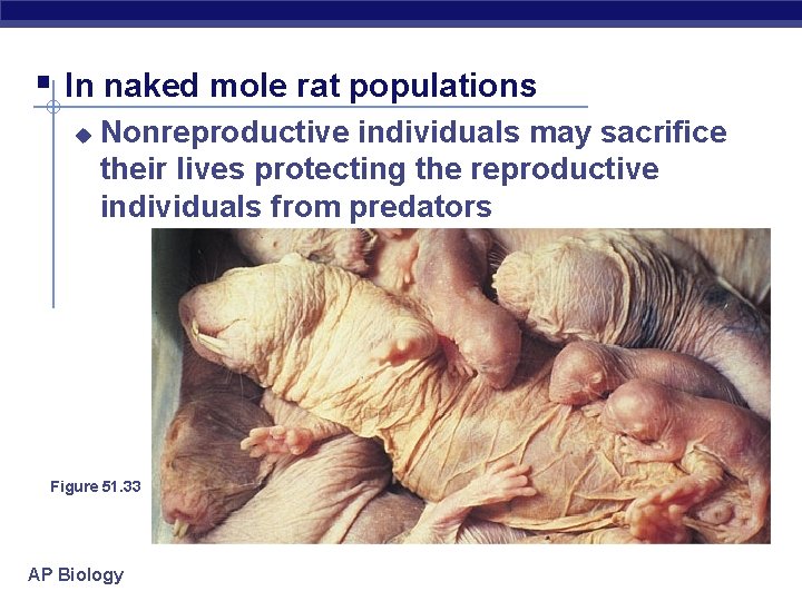 § In naked mole rat populations u Nonreproductive individuals may sacrifice their lives protecting
