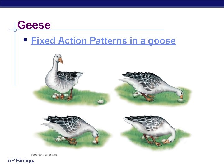 Geese § Fixed Action Patterns in a goose AP Biology 