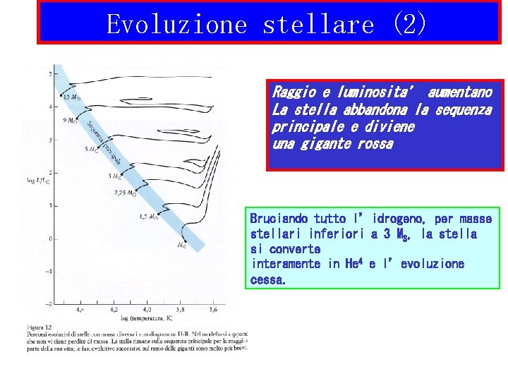 Evoluzione stellare (2) Raggio e luminosita’ aumentano La stella abbandona la sequenza principale e