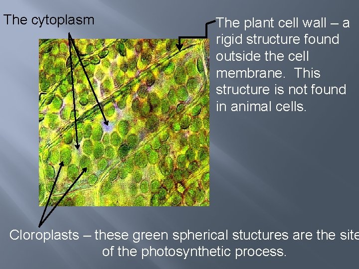 The cytoplasm The plant cell wall – a rigid structure found outside the cell