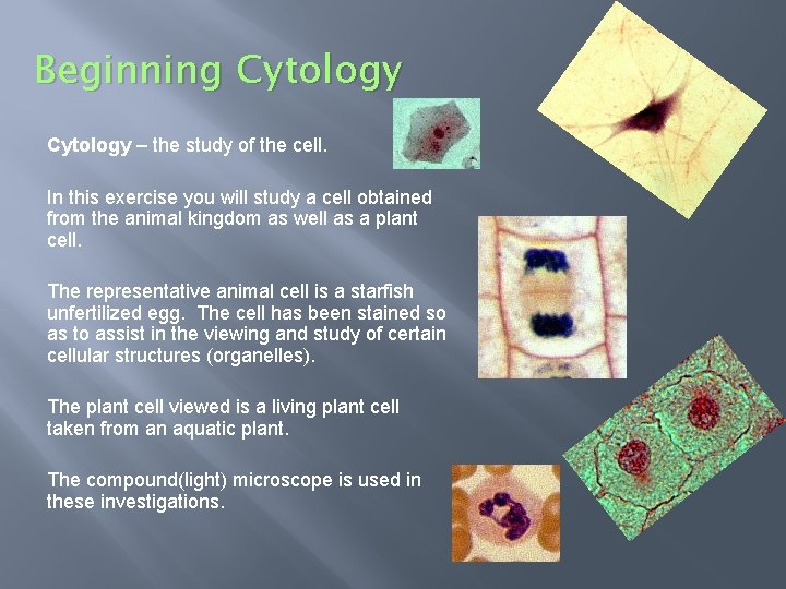 Beginning Cytology – the study of the cell. In this exercise you will study