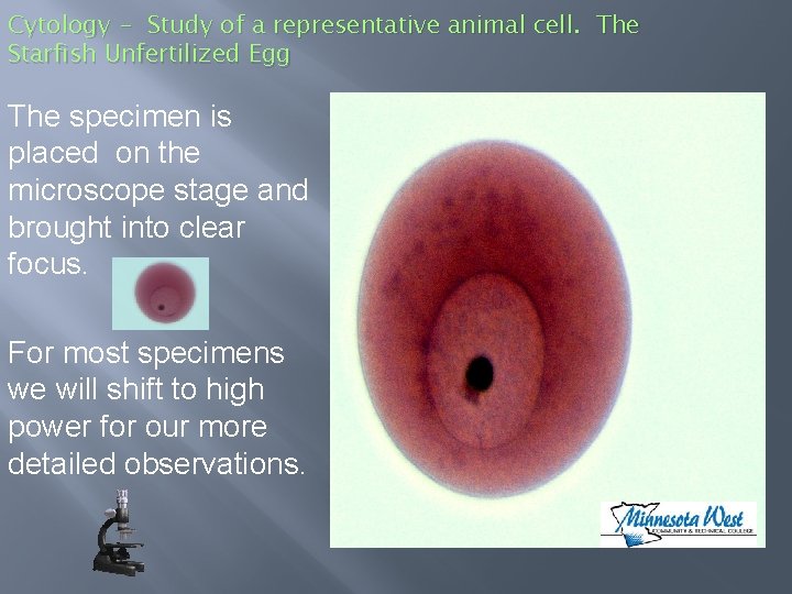 Cytology - Study of a representative animal cell. The Starfish Unfertilized Egg The specimen