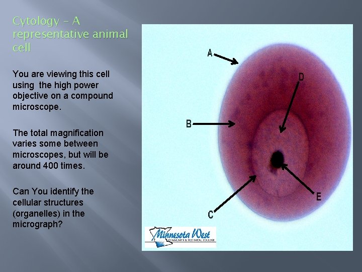 Cytology – A representative animal cell You are viewing this cell using the high