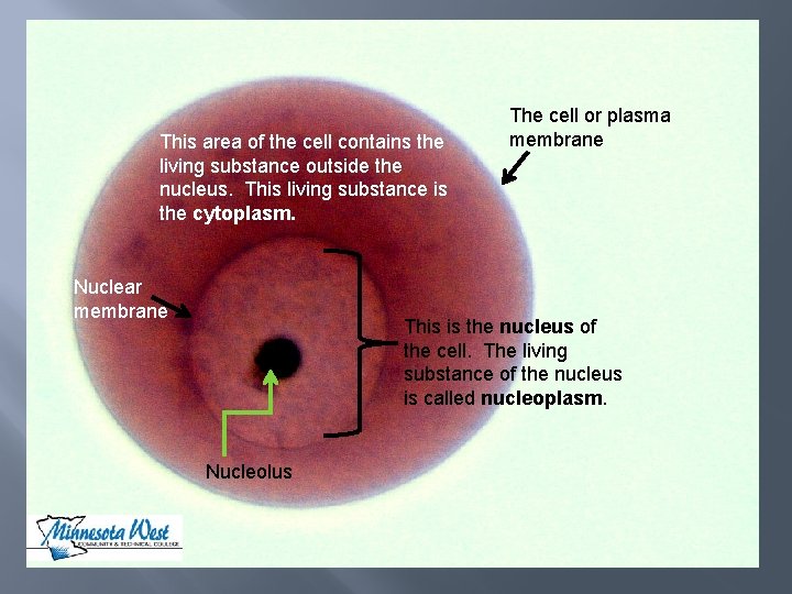 This area of the cell contains the living substance outside the nucleus. This living