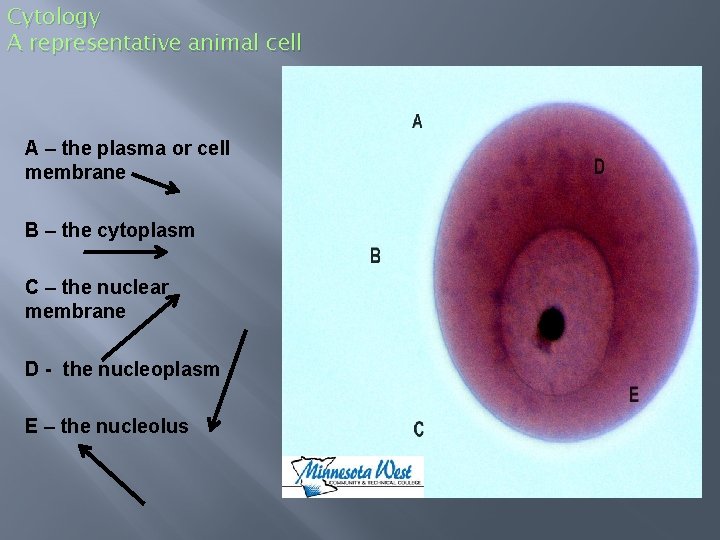 Cytology A representative animal cell A – the plasma or cell membrane B –