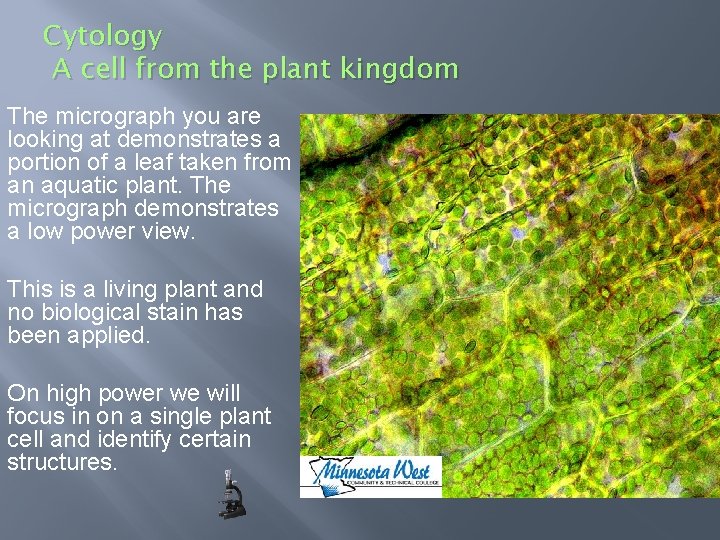 Cytology A cell from the plant kingdom The micrograph you are looking at demonstrates