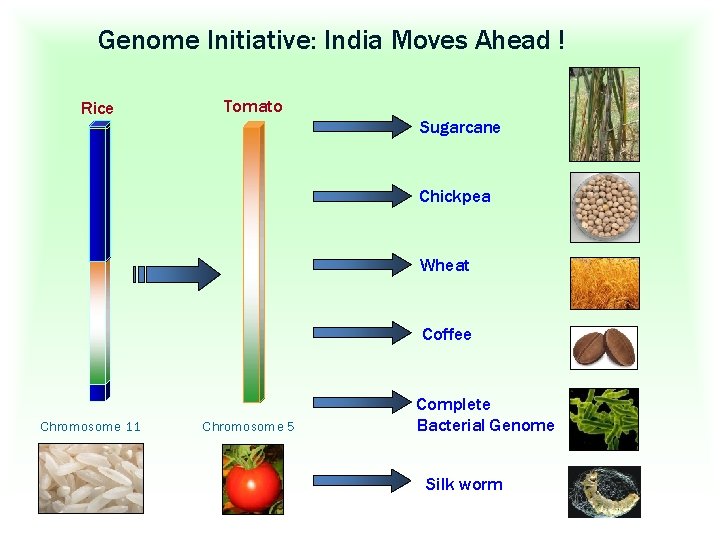 Genome Initiative: India Moves Ahead ! Rice Tomato Sugarcane Chickpea Wheat Coffee Chromosome 11