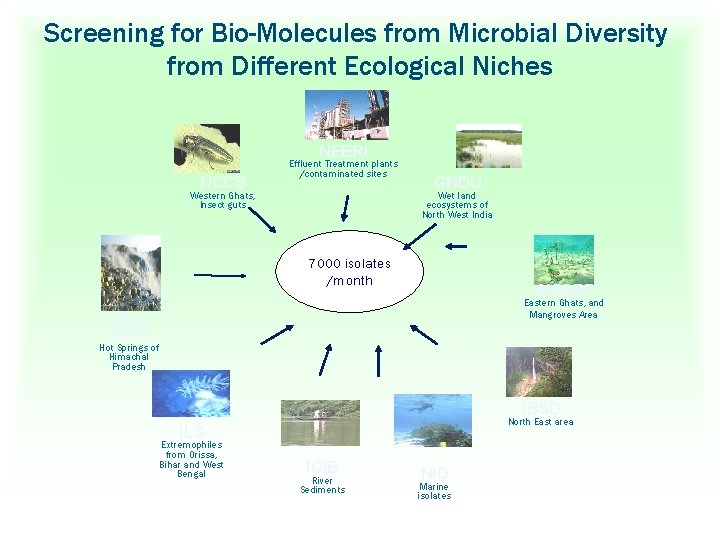 Screening for Bio-Molecules from Microbial Diversity from Different Ecological Niches NEERI NCCS Effluent Treatment