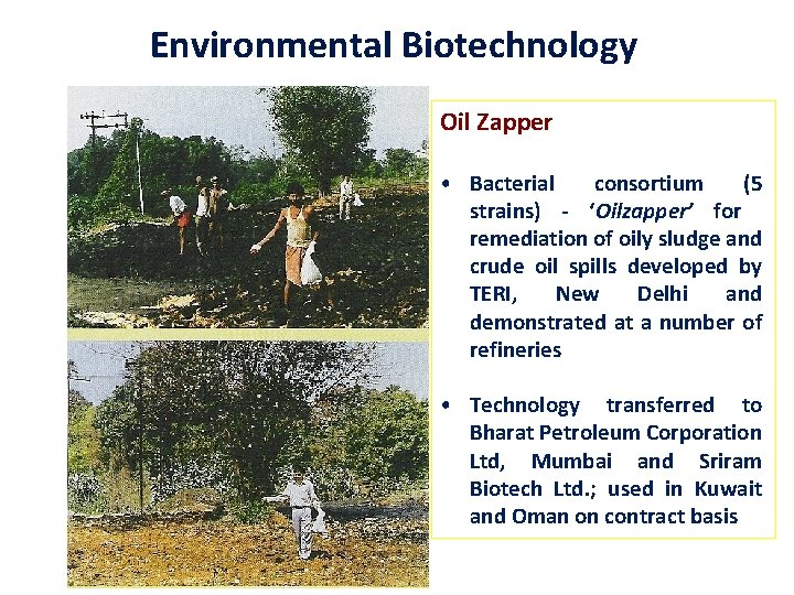 Environmental Biotechnology Oil Zapper • Bacterial consortium (5 strains) - ‘Oilzapper’ for remediation of