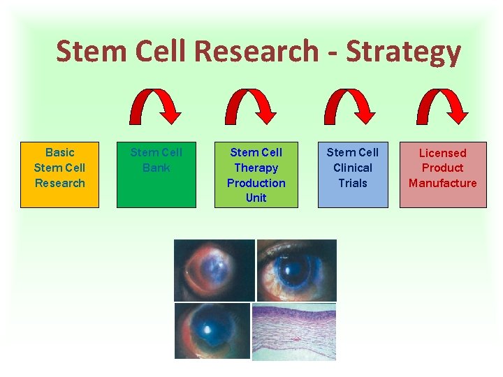 Stem Cell Research - Strategy Basic Stem Cell Research Stem Cell Bank Stem Cell