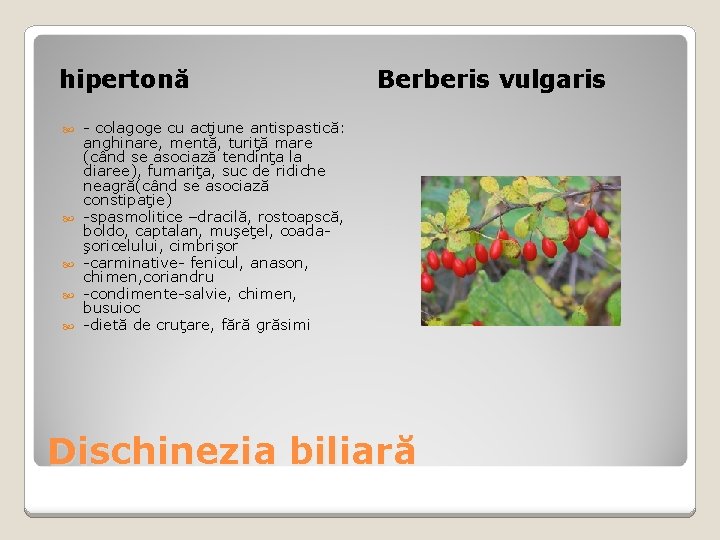 hipertonă Berberis vulgaris - colagoge cu acţiune antispastică: anghinare, mentă, turiţă mare (când se