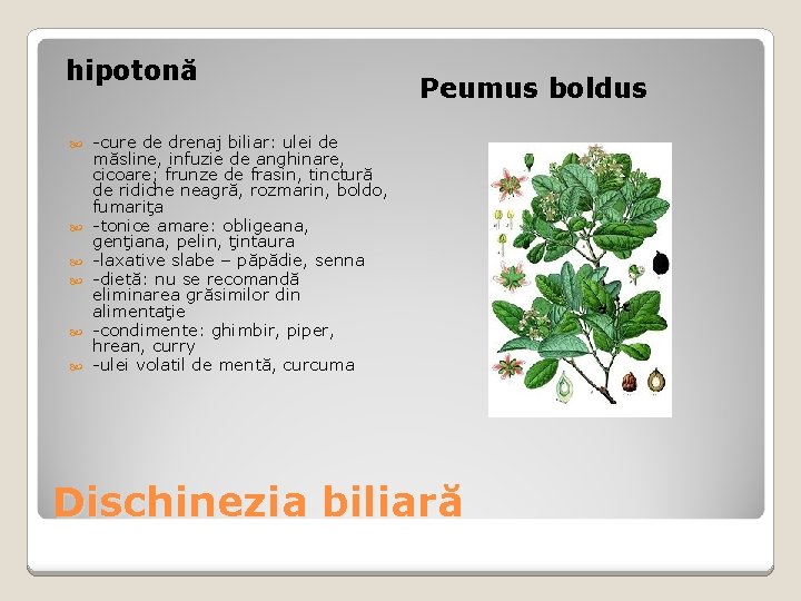 hipotonă Peumus boldus -cure de drenaj biliar: ulei de măsline, infuzie de anghinare, cicoare;