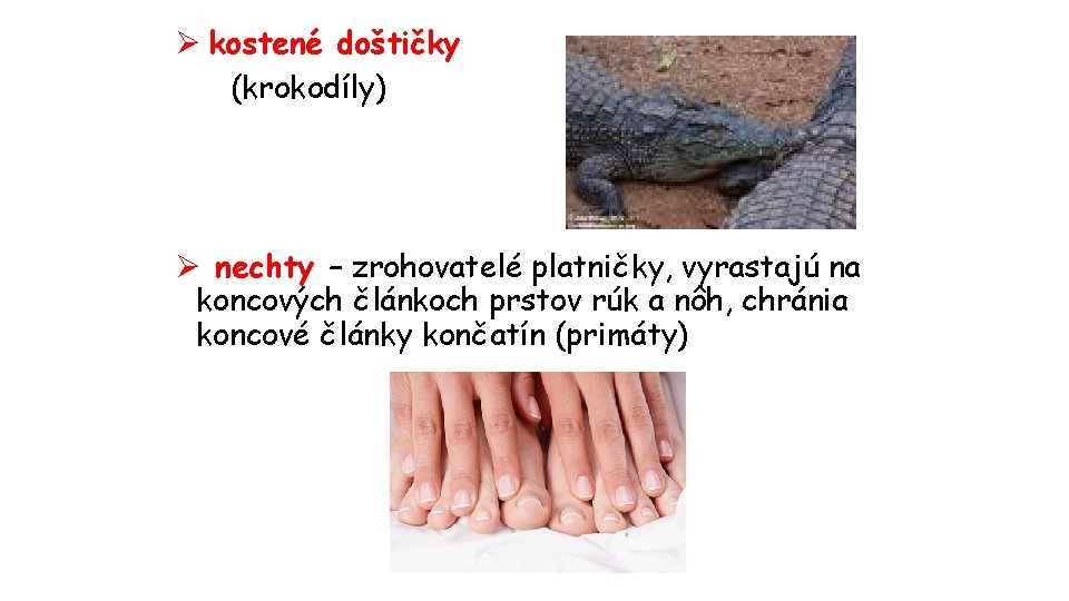 Ø kostené doštičky (krokodíly) Ø nechty – zrohovatelé platničky, vyrastajú na koncových článkoch prstov