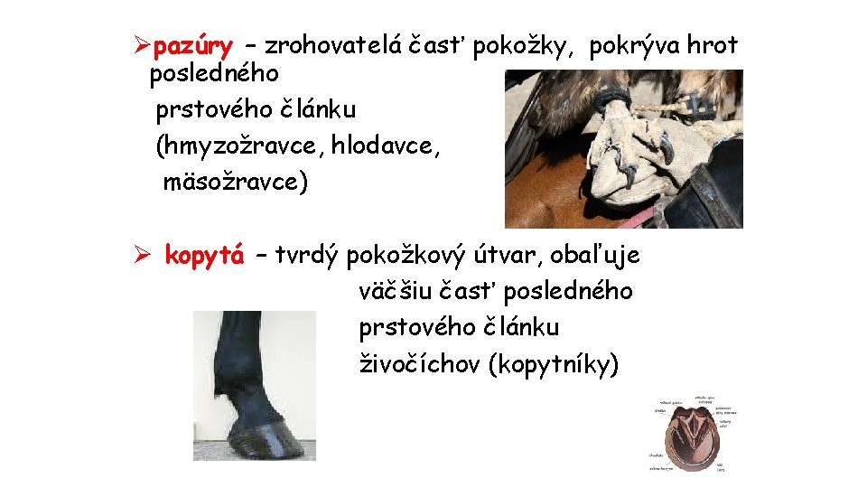 Øpazúry – zrohovatelá časť pokožky, pokrýva hrot posledného prstového článku (hmyzožravce, hlodavce, mäsožravce) Ø