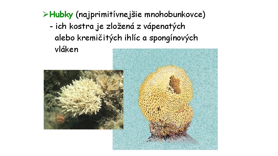 ØHubky (najprimitívnejšie mnohobunkovce) - ich kostra je zložená z vápenatých alebo kremičitých ihlíc a