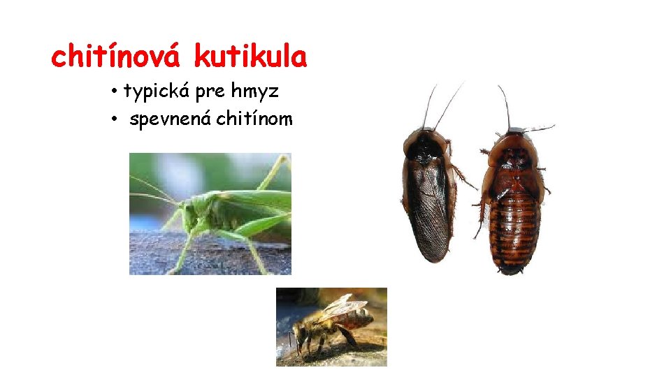 chitínová kutikula • typická pre hmyz • spevnená chitínom 
