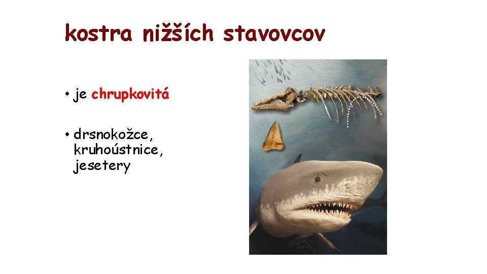 kostra nižších stavovcov • je chrupkovitá • drsnokožce, kruhoústnice, jesetery 