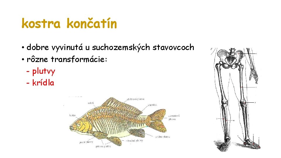 kostra končatín • dobre vyvinutá u suchozemských stavovcoch • rôzne transformácie: - plutvy -