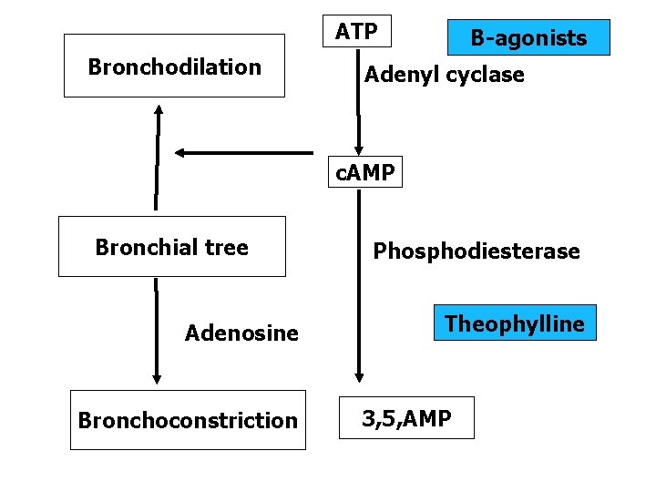 ATP Bronchodilation B-agonists Adenyl cyclase c. AMP Bronchial tree Adenosine Bronchoconstriction Phosphodiesterase Theophylline 3,