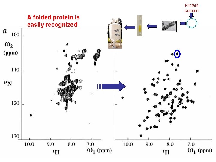 Protein domain A folded protein is easily recognized 