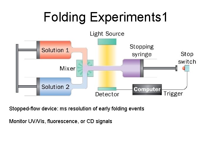 Folding Experiments 1 Stopped-flow device: ms resolution of early folding events Monitor UV/Vis, fluorescence,