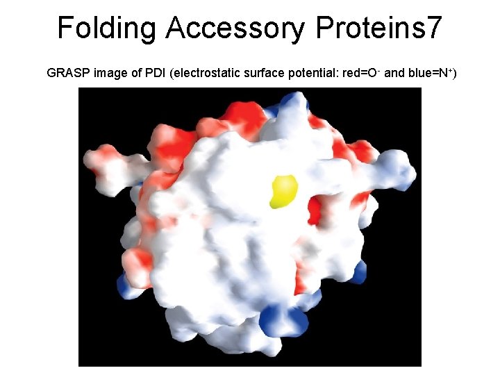 Folding Accessory Proteins 7 GRASP image of PDI (electrostatic surface potential: red=O- and blue=N+)