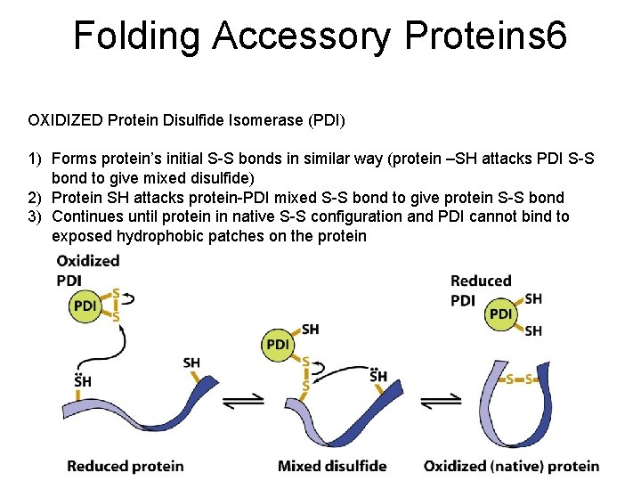Folding Accessory Proteins 6 OXIDIZED Protein Disulfide Isomerase (PDI) 1) Forms protein’s initial S-S