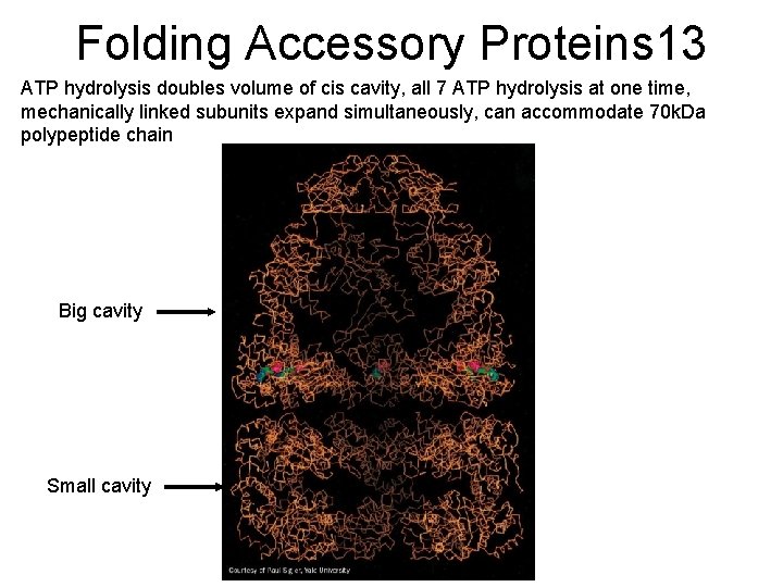 Folding Accessory Proteins 13 ATP hydrolysis doubles volume of cis cavity, all 7 ATP