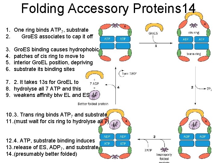 Folding Accessory Proteins 14 1. One ring binds ATP 7, substrate 2. Gro. ES