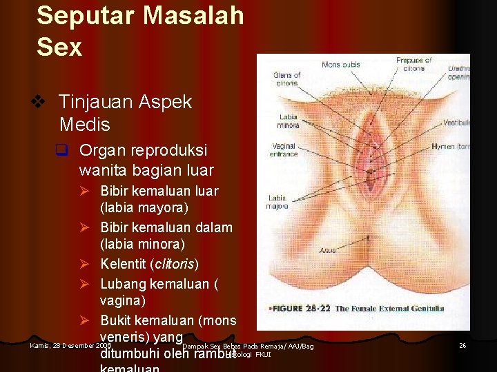 Seputar Masalah Sex v Tinjauan Aspek Medis q Organ reproduksi wanita bagian luar Ø