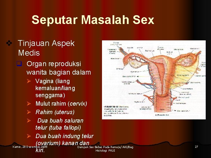 Seputar Masalah Sex v Tinjauan Aspek Medis q Organ reproduksi wanita bagian dalam Ø