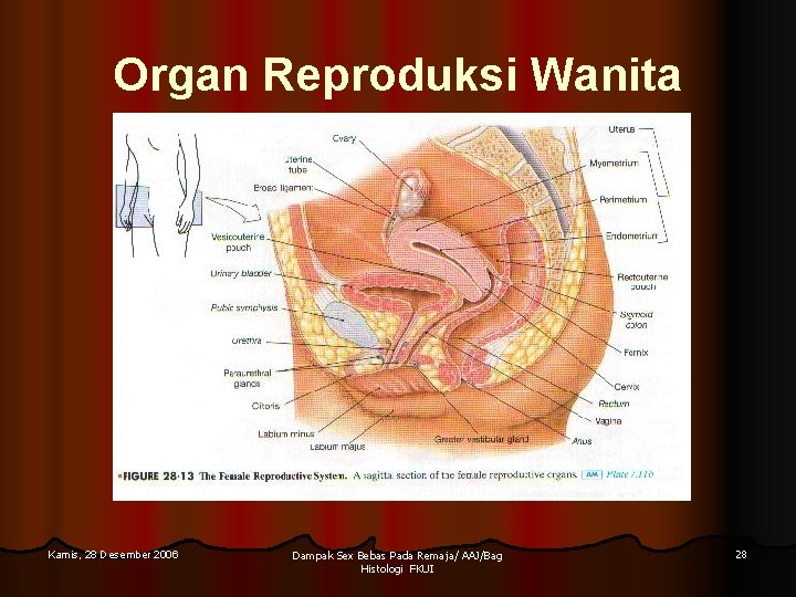 Organ Reproduksi Wanita Kamis, 28 Desember 2006 Dampak Sex Bebas Pada Remaja/ AAJ/Bag Histologi