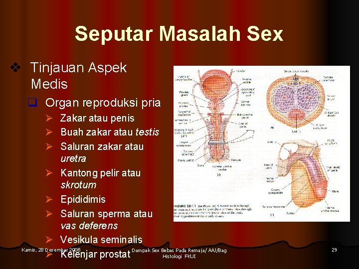 Seputar Masalah Sex v Tinjauan Aspek Medis q Organ reproduksi pria Ø Ø Ø