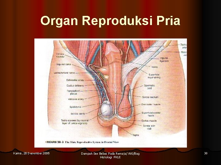 Organ Reproduksi Pria Kamis, 28 Desember 2006 Dampak Sex Bebas Pada Remaja/ AAJ/Bag Histologi